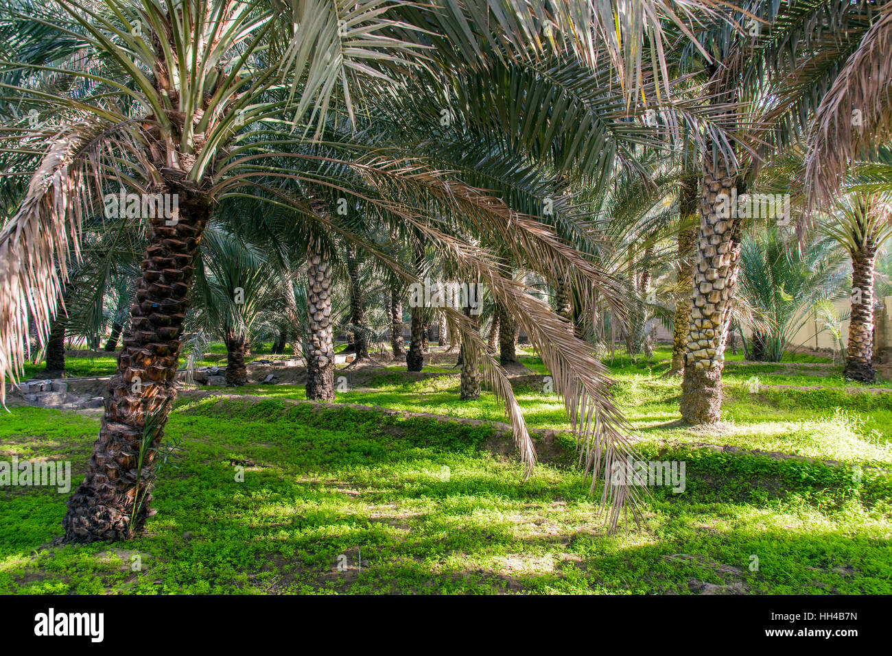 Al Ain Oasis, Al Ain, Emirati Arabi Uniti Foto Stock