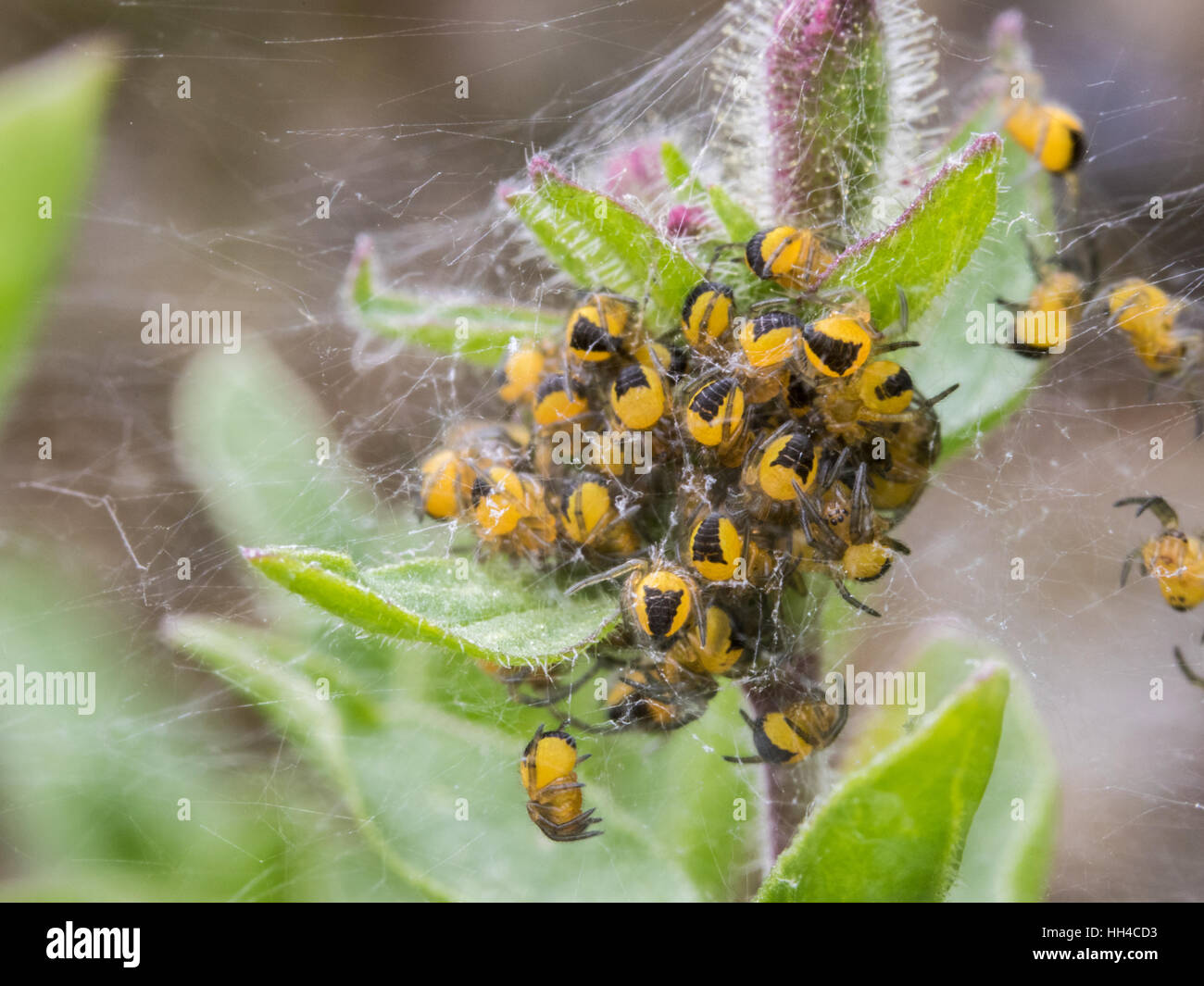 Giardino Spider ( Araneus diadematus) Spiderlings. in una sfera di ragno. Foto Stock