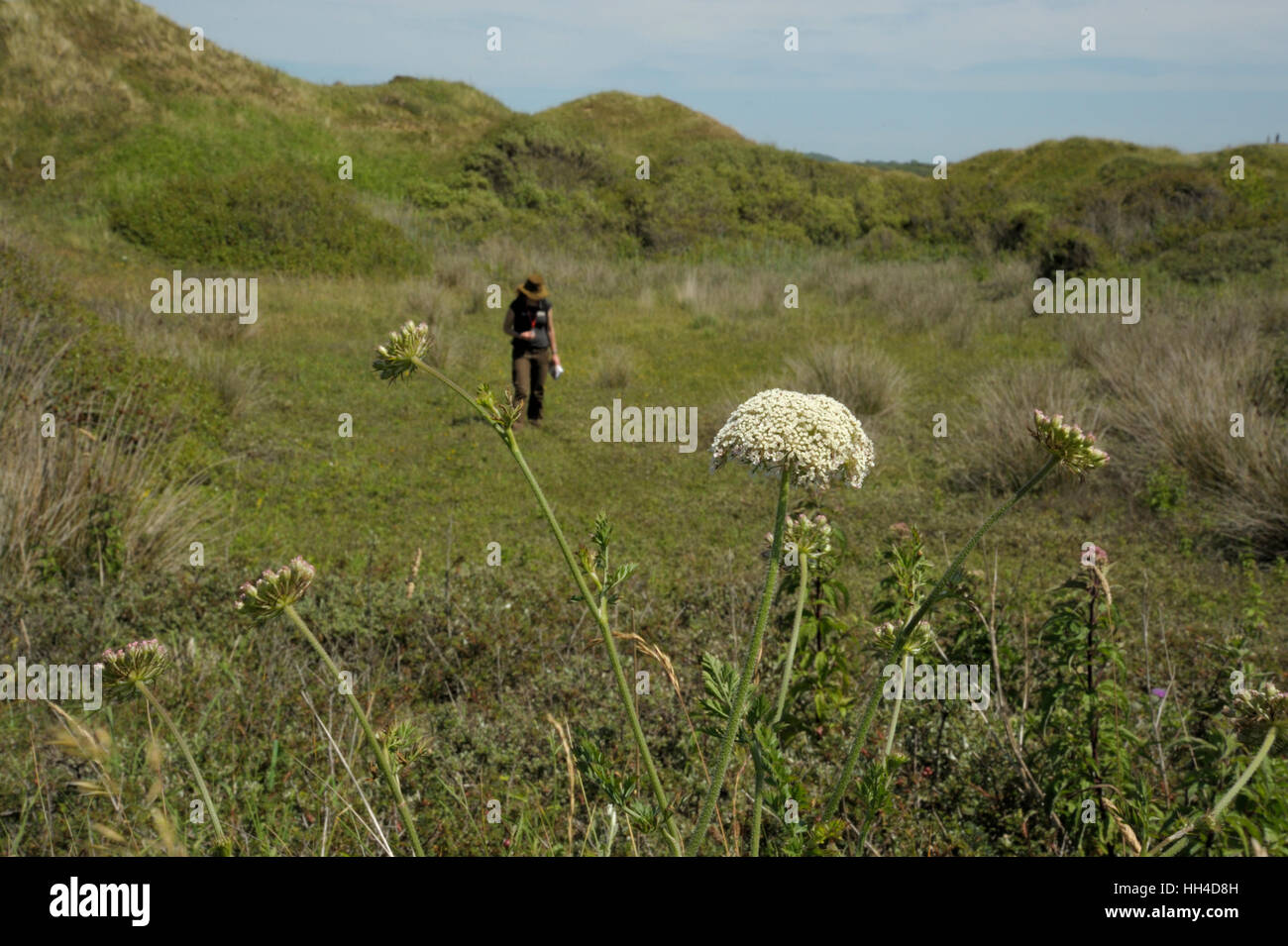 La carota, Daucus carota a Kenfig Dune Foto Stock