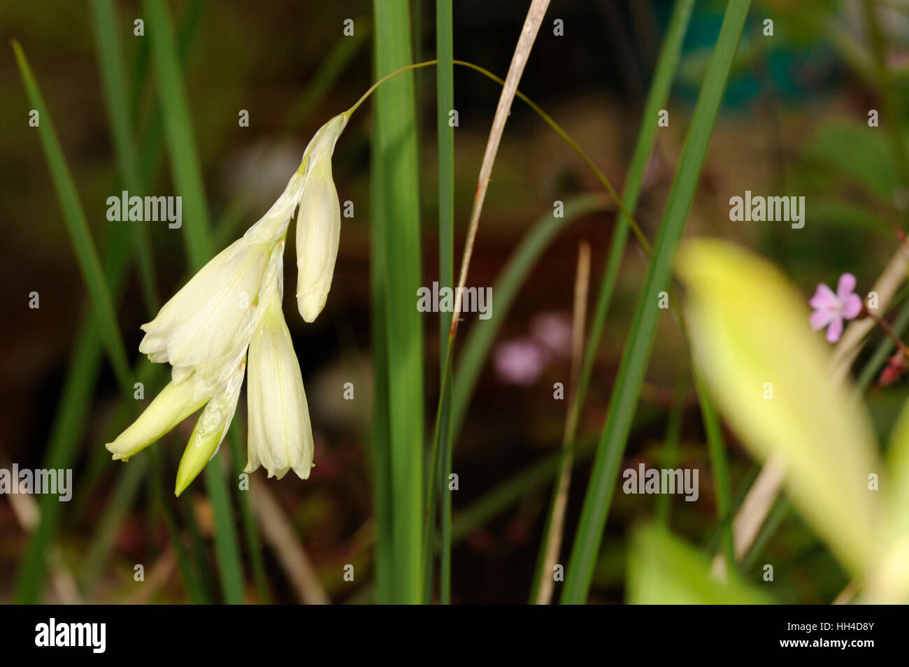 Angelo la canna da pesca (luteoalbidum), Dierama luteoalbidum Foto Stock