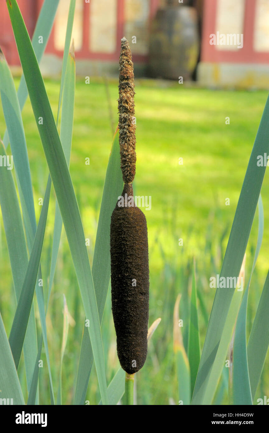 Giunco di palude, Typha latifolia Foto Stock