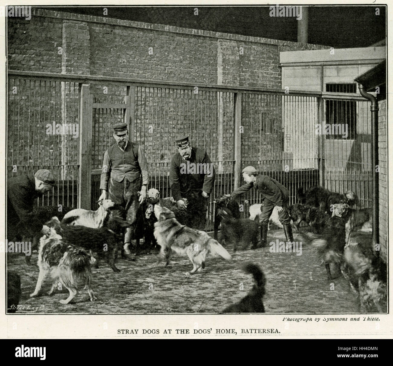 Battersea cani Home, Londra cani randagi portati a. Foto Stock