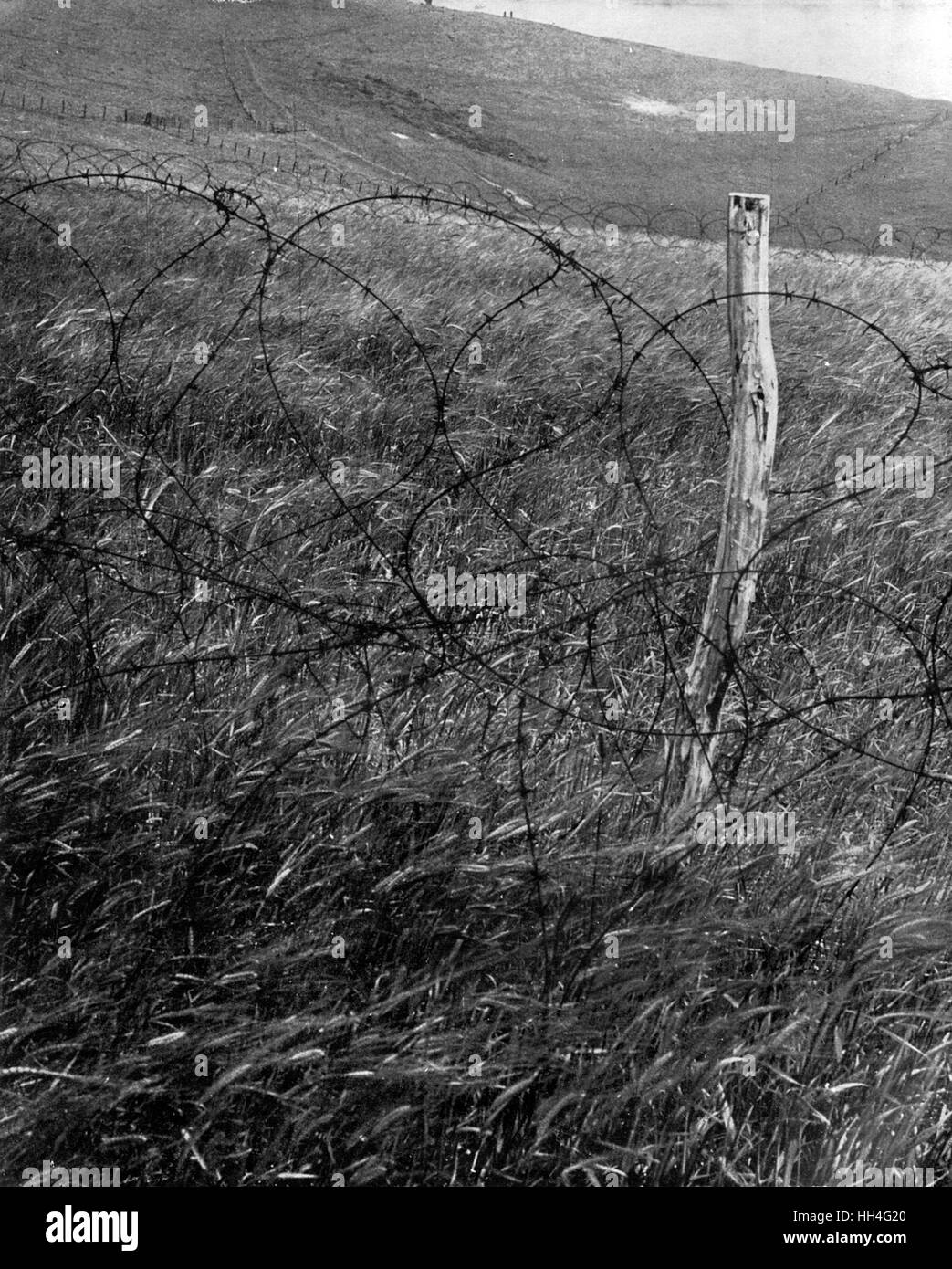Campo britannico di mais difeso da filo spinato - WW2 Foto Stock