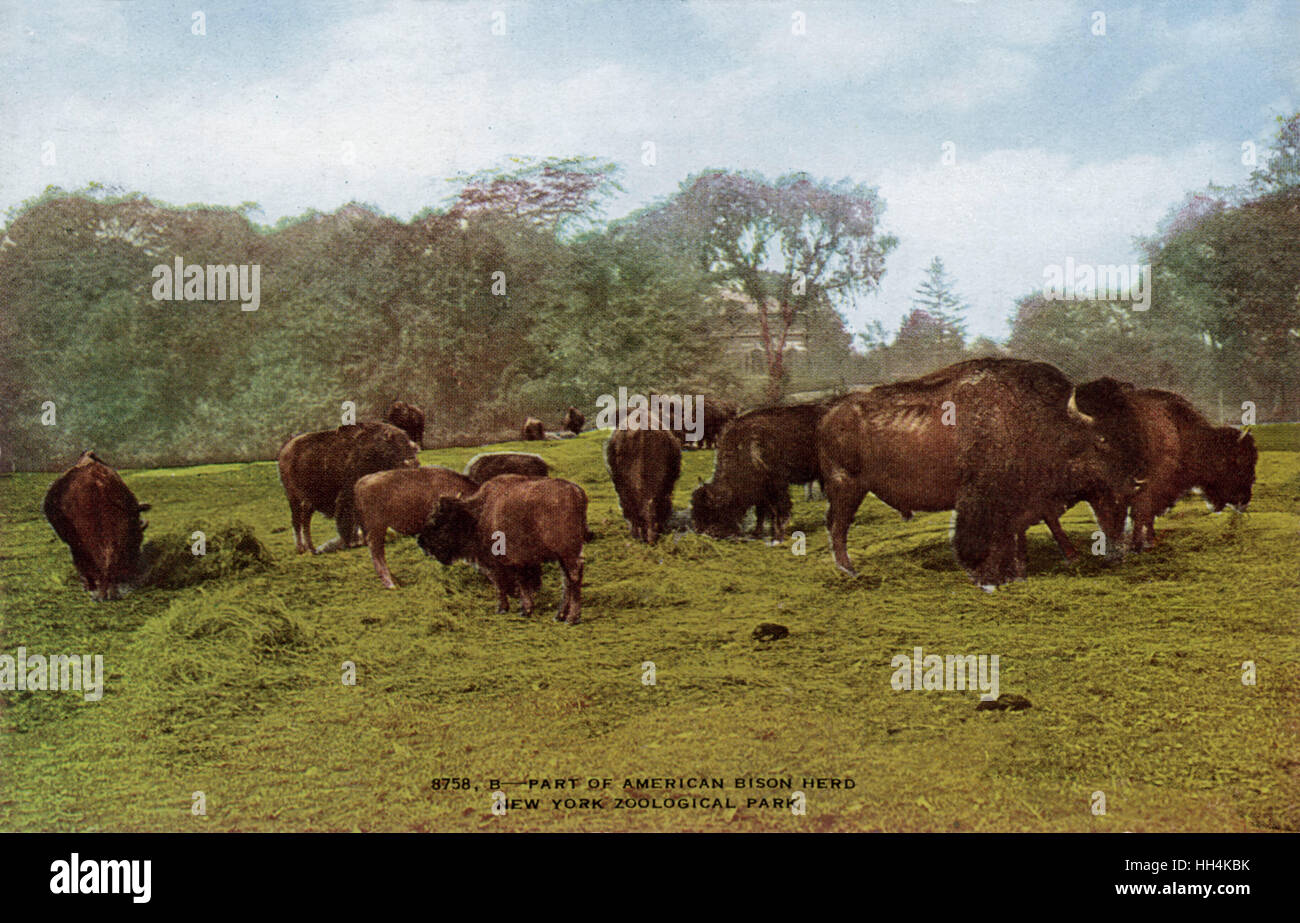 Parte del branco di bisonti americano nel New York Zoological Park Foto Stock