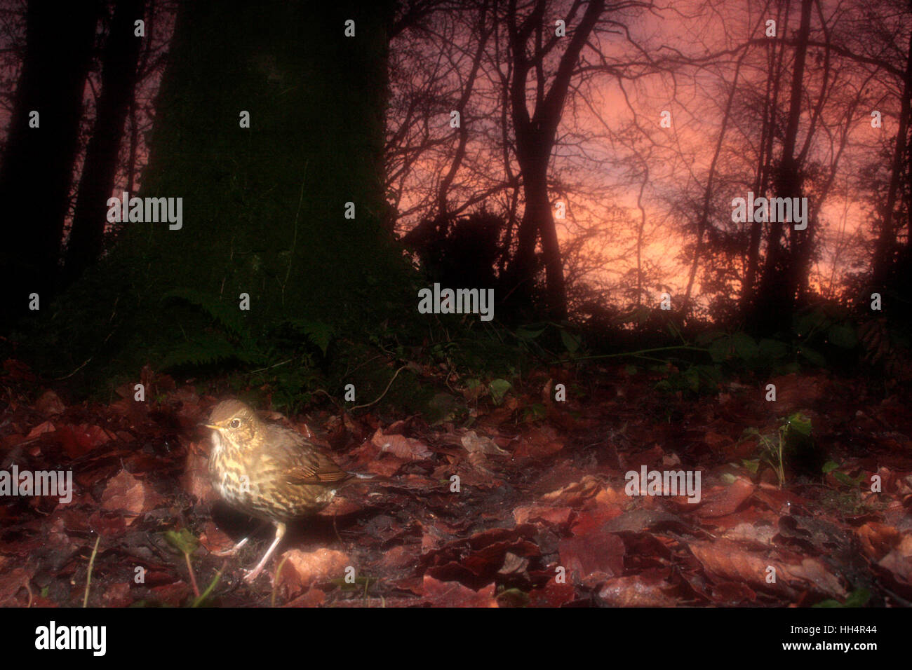 Tordo bottaccio Foto Stock