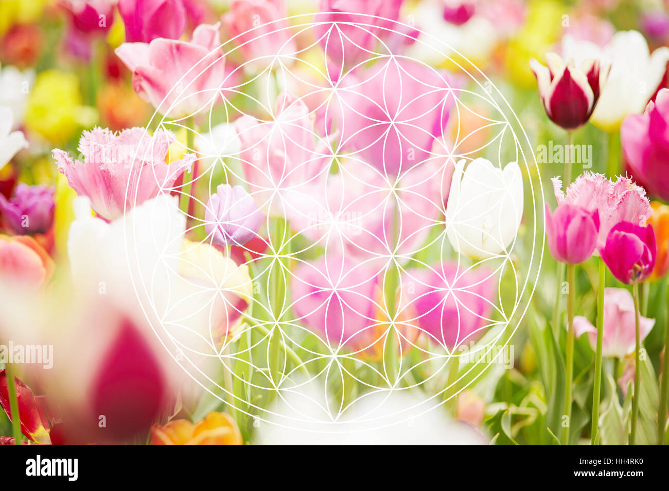 Fiore della vita come nuovo simbolo di età su sfondo di fiori Foto Stock