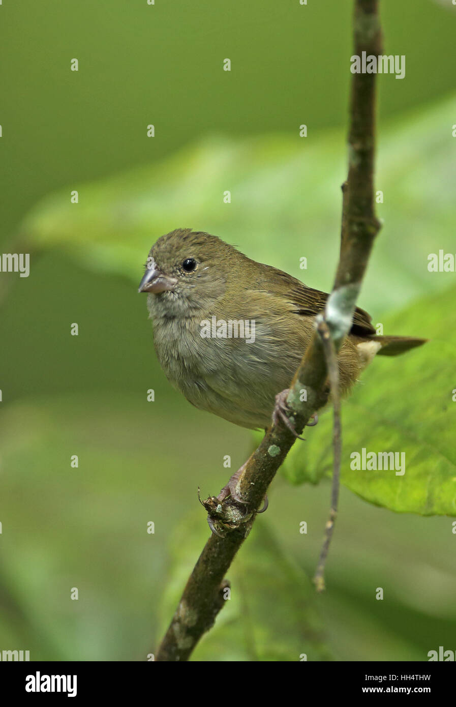 Nero-di fronte Grassquit (Melanospiza bicolor omissus) femmina adulta Fond Doux plantation, St Lucia, Piccole Antille Foto Stock