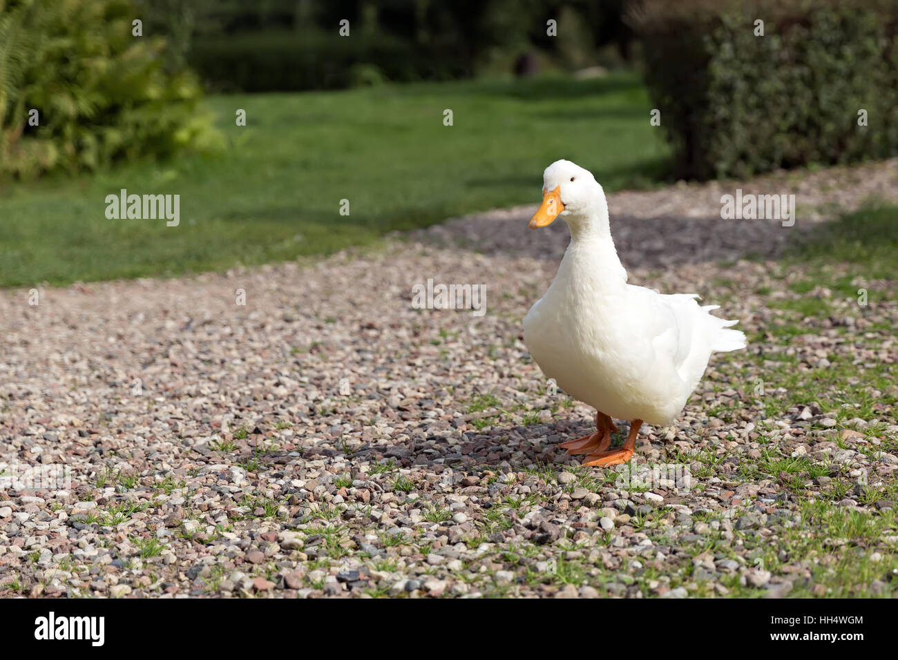 Singola bianco duck percorrendo a piedi il percorso rurale Foto Stock