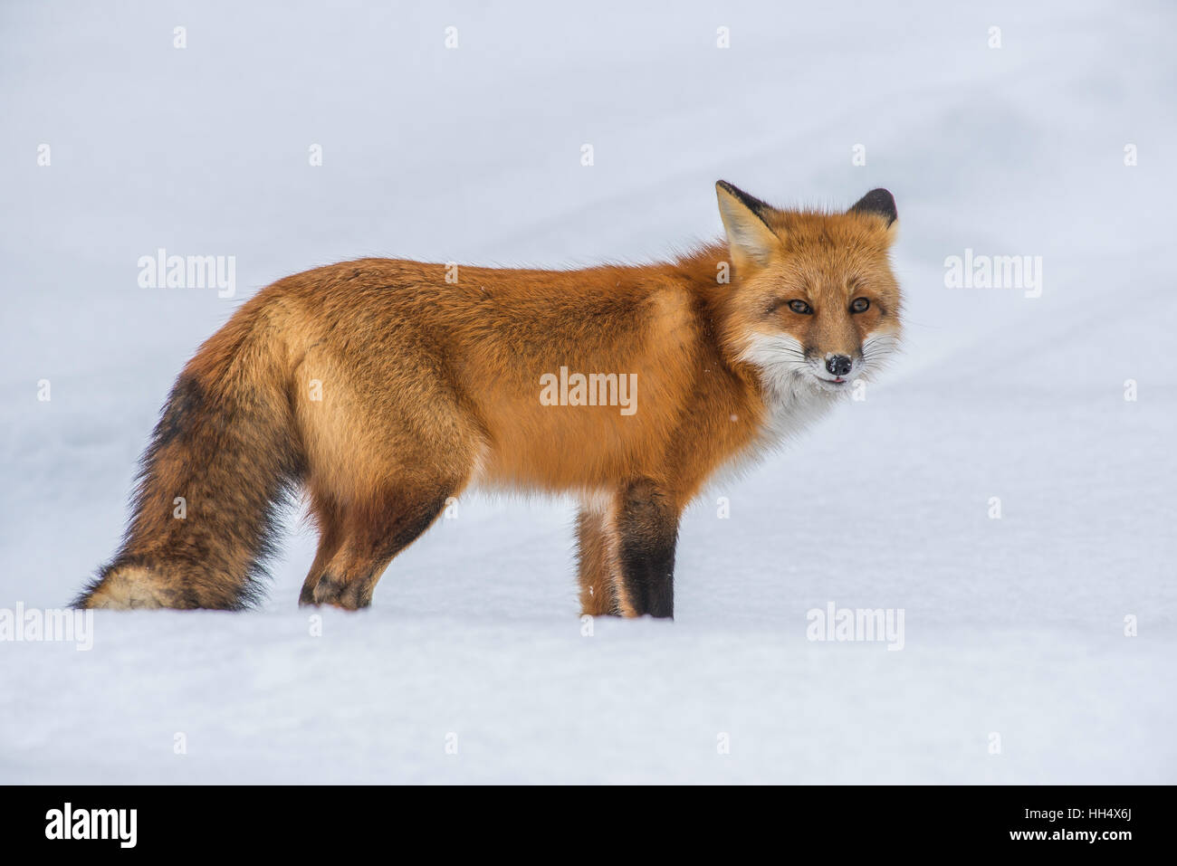 La Volpe rossa Vulpes vulpes caccia, inverno impostazione del Nord America Foto Stock