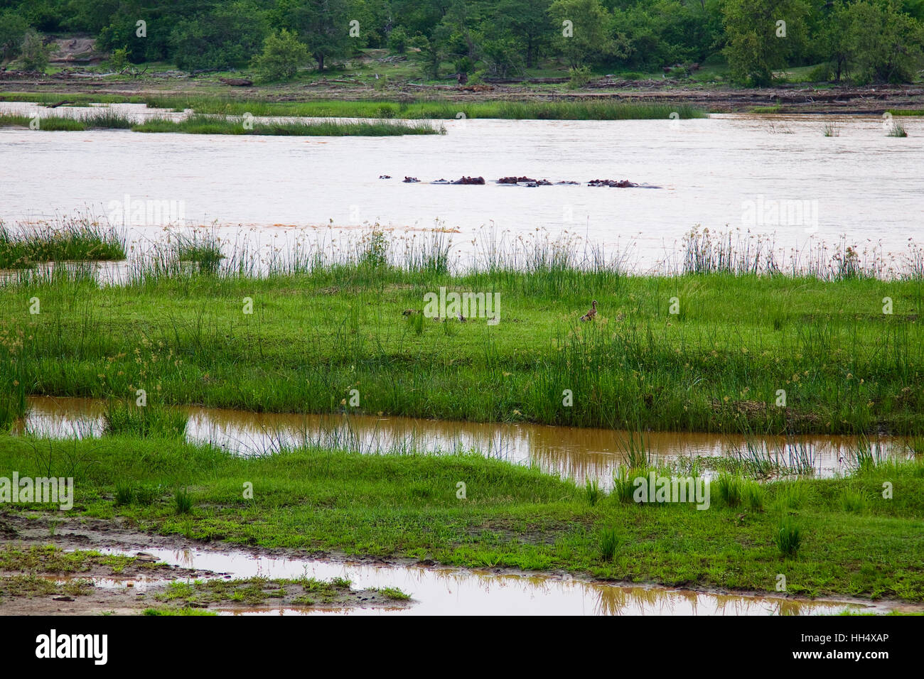 Gruppo di ippopotamo nel fiume a Riserva Selous in Tanzania (Africa) Foto Stock