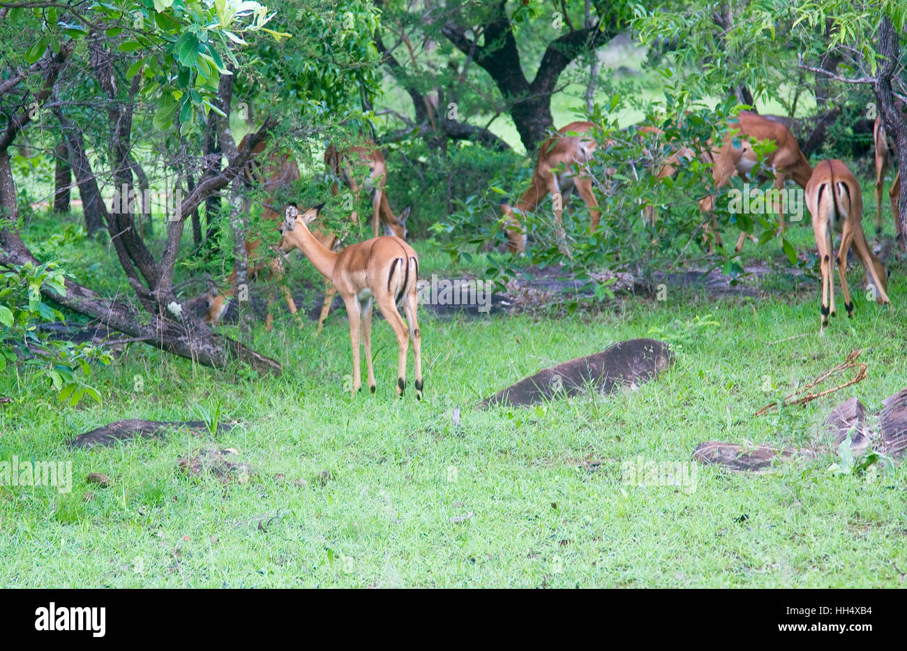 Gruppo di cervi presso la Riserva Selous in Tanzania (Africa) Foto Stock