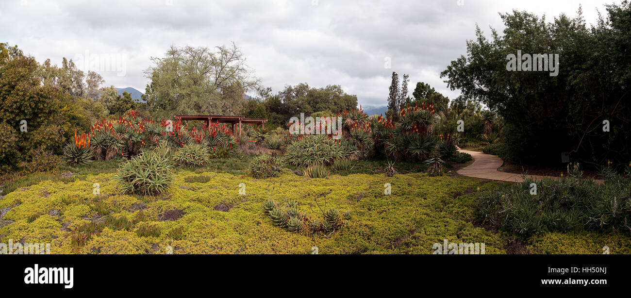 Deserto panoramico giardino con percorso rosso, arancio e giallo caldo succulente poker fiori nella California Meridionale. Foto Stock