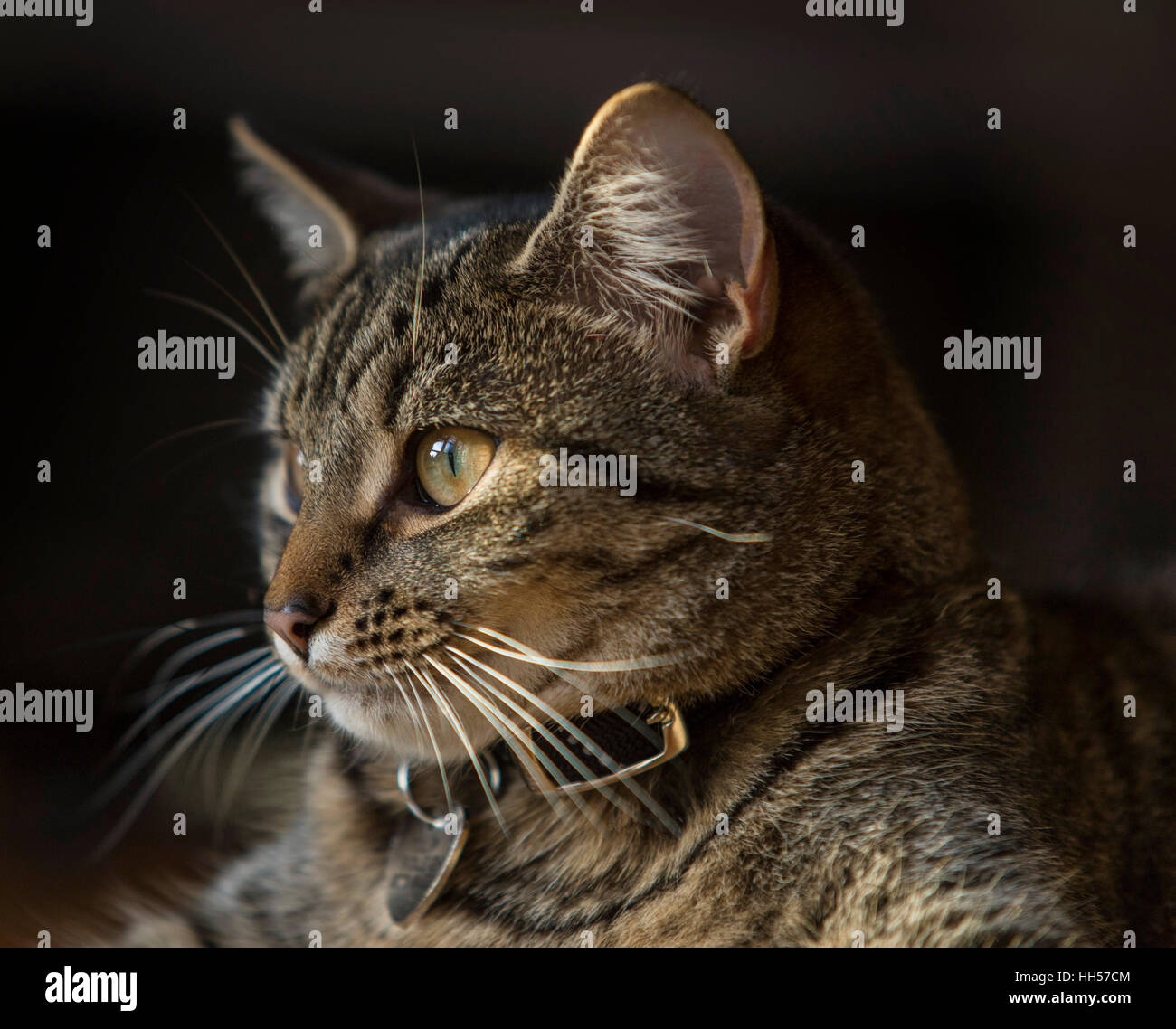 Tabby Gatto bengala gattino ritratto, colpo alla testa, la testa e le spalle Foto Stock