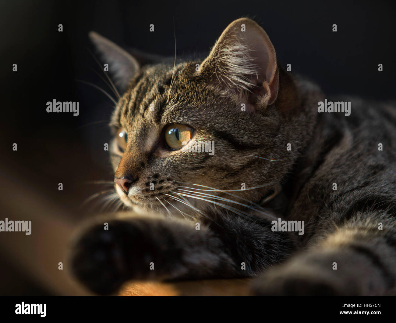 Tabby Gatto bengala gattino ritratto, guardando intensamente a possibile preda Foto Stock