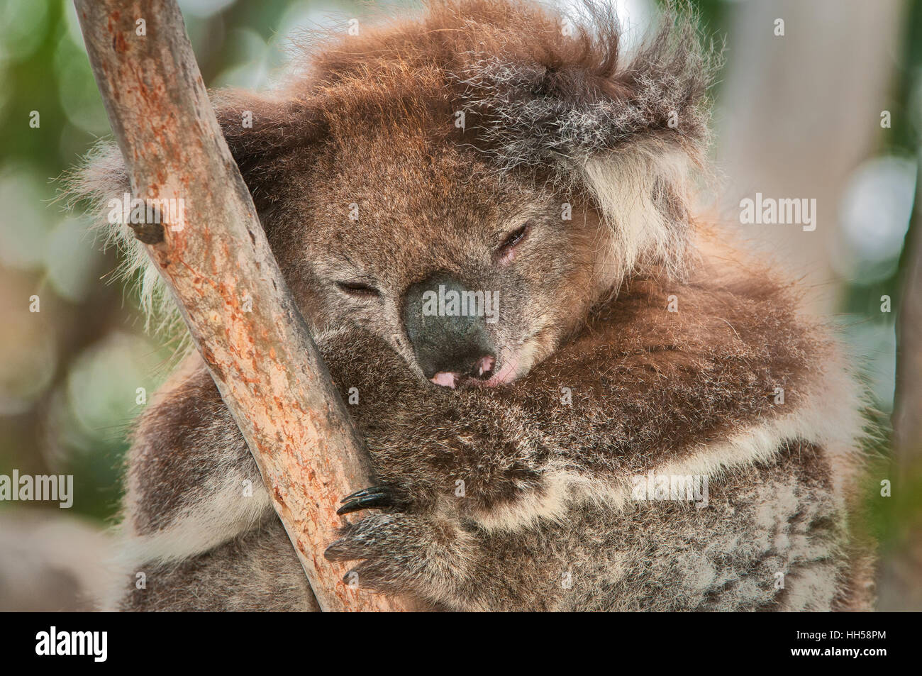 Sleeping Koala in una struttura ad albero di gomma. Foto Stock