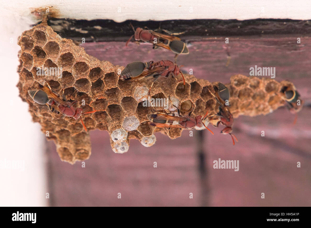 Nido di vespe sulla parete del tetto. Foto Stock