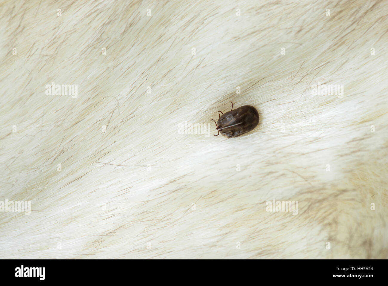 Big tick sul cane Foto Stock