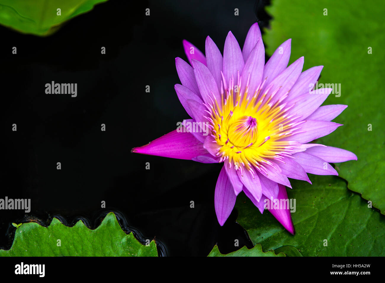 Acqua di rosa fiori di giglio in stagno Foto Stock