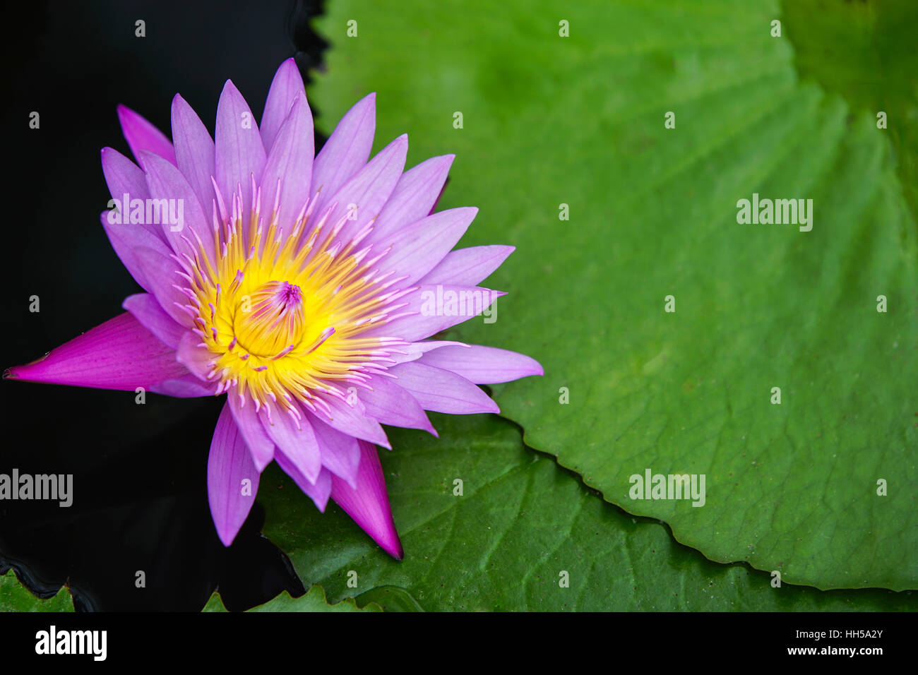 Acqua di rosa fiori di giglio in stagno Foto Stock