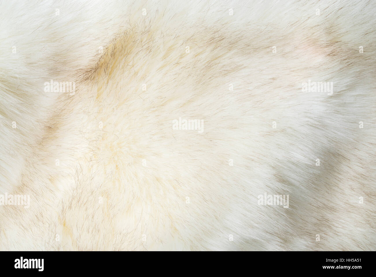 White pellicce artificiali texture Foto Stock
