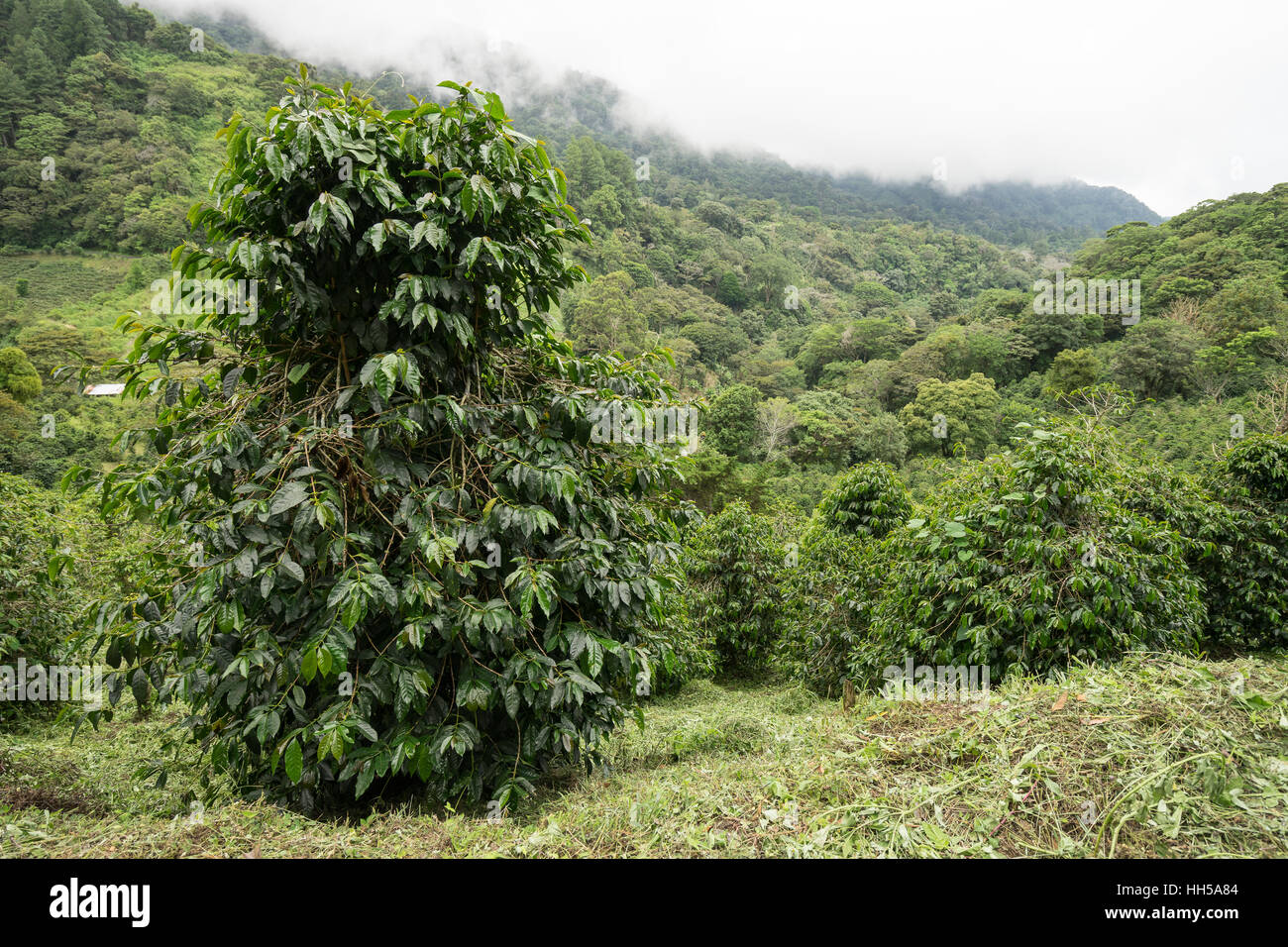 Boccola di caffè e vegetazione tropicale negli altopiani del Panama Foto Stock