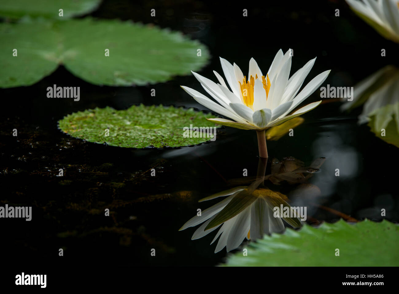 White water lily fiori in stagno Foto Stock