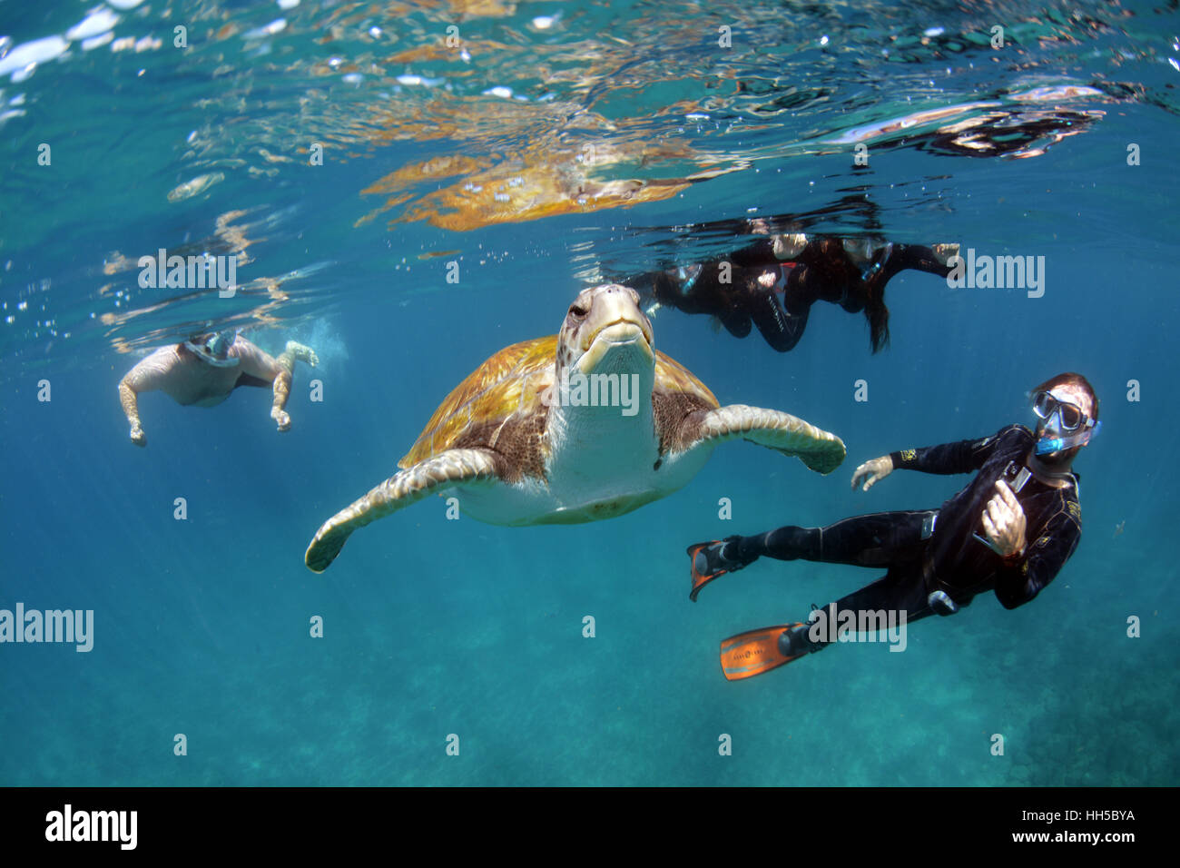 Nuoto con una tartaruga verde,Costa Adeje, Tenerife Foto Stock