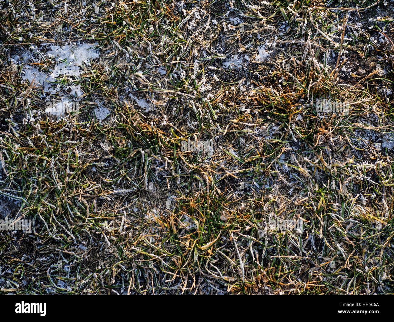 Angolo di Alta Vista della coperta di neve erba Foto Stock
