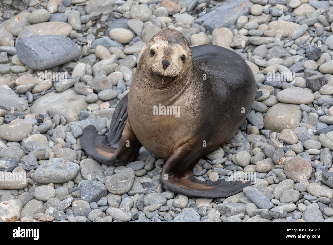 Mare del sud-femmina di Lion Foto Stock