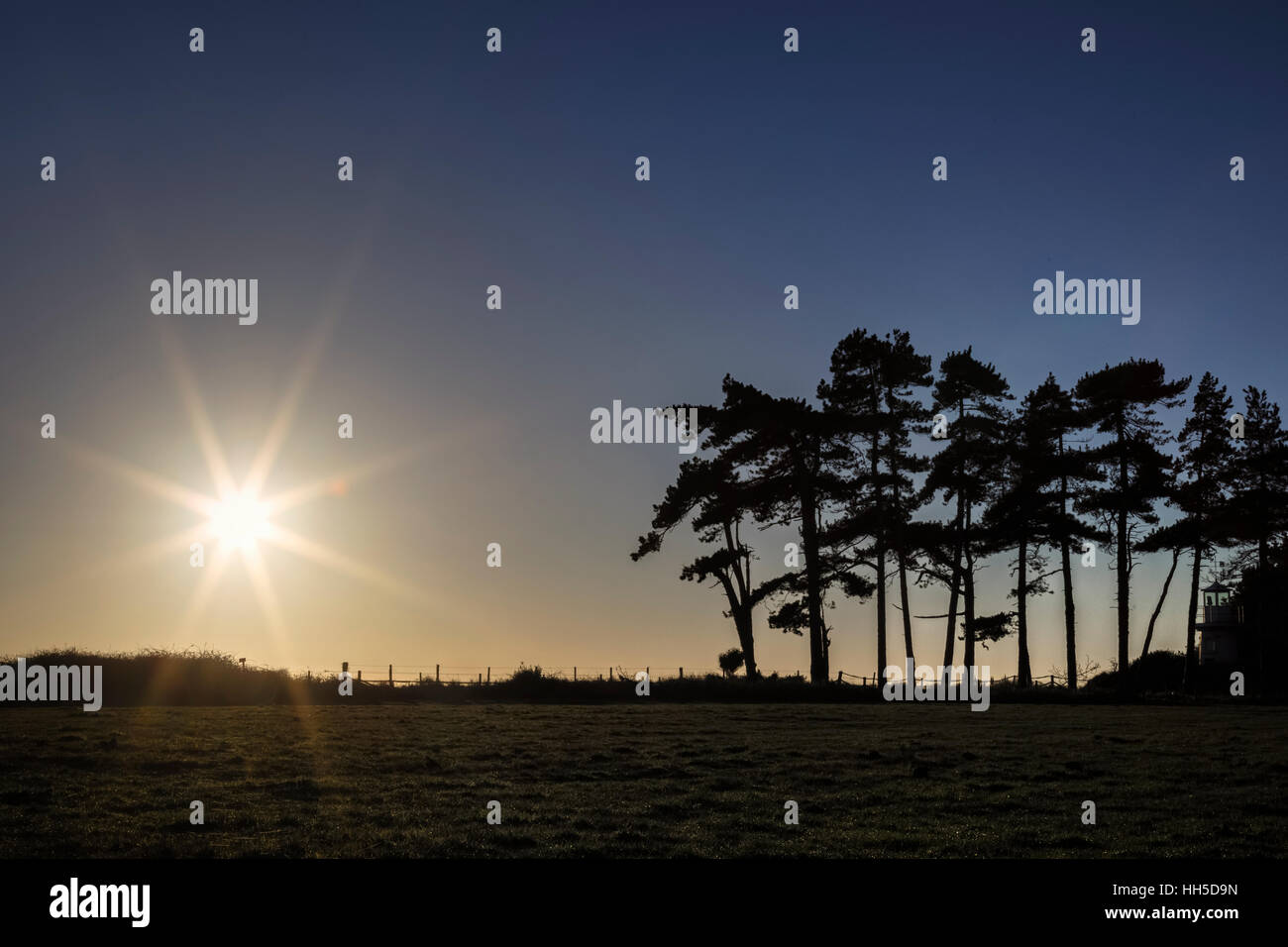 Alberi del sole serale a Lepe, New Forest, Hampshire, Inghilterra Foto Stock