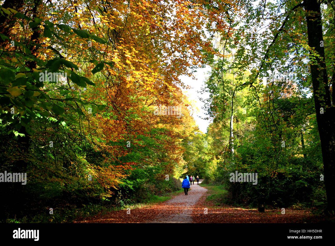 Un percorso con scuotipaglia attraverso un bosco in autunno. Foto Stock