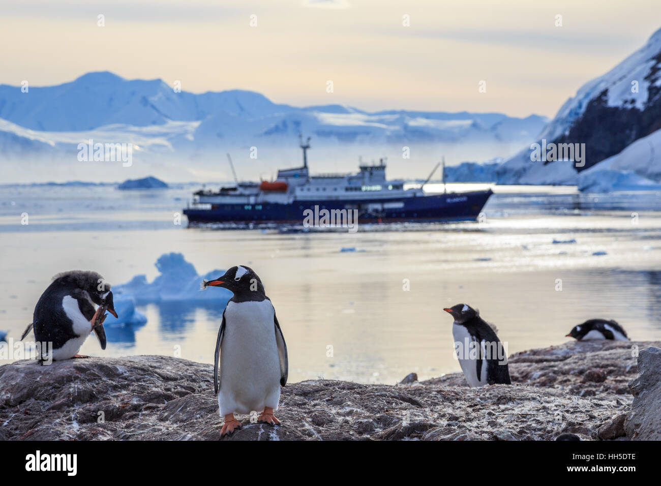 I pinguini Gentoo in piedi sulle rocce e la nave di crociera in fondo alla baia Neko, Antartide Foto Stock