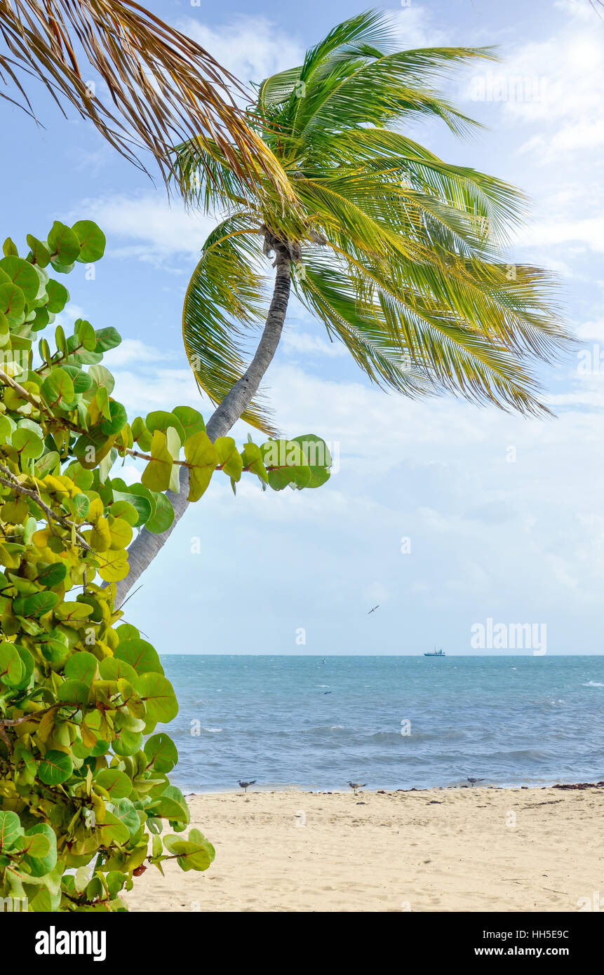 Palm tree presso il resort tropicale in una giornata di sole Foto Stock