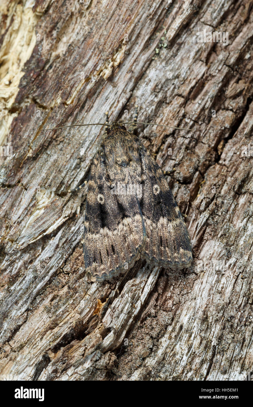 Luce di erba nodo tarma Acronicta menyanthidis forma suffusa, South Yorkshire, mimetizzata sulla corteccia. Luglio Foto Stock