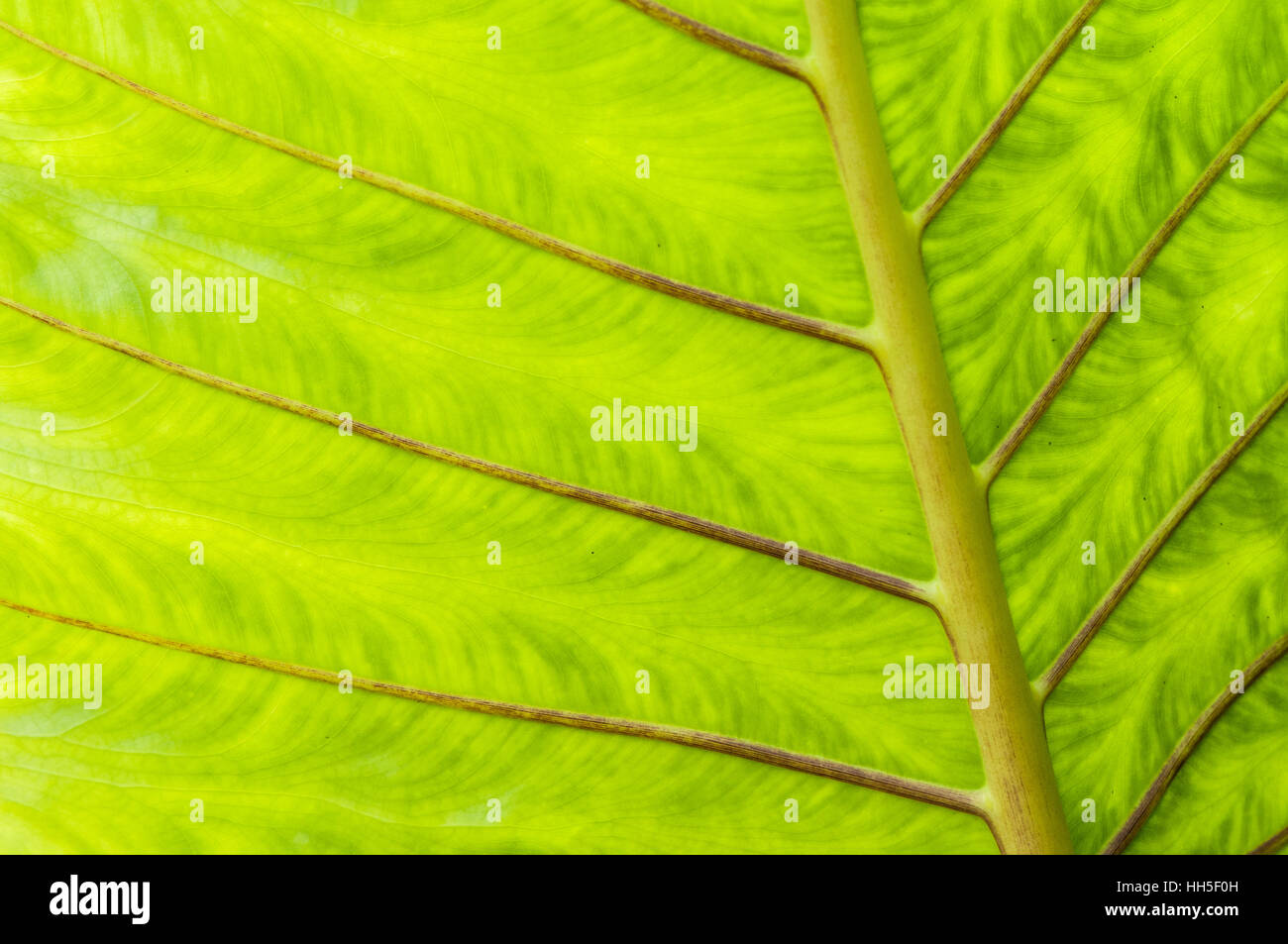 Foglia verde del gigante (alocasia Alocasia macrorrhizos), Ubud, Bali, Indonesia Foto Stock