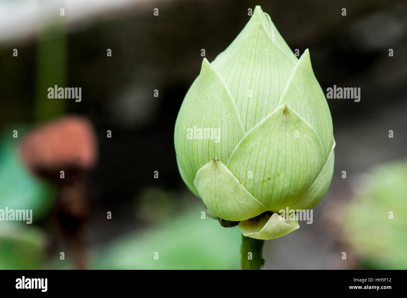 Sacro lotus (Nelumbo nucifera), germoglio di fiore Foto Stock