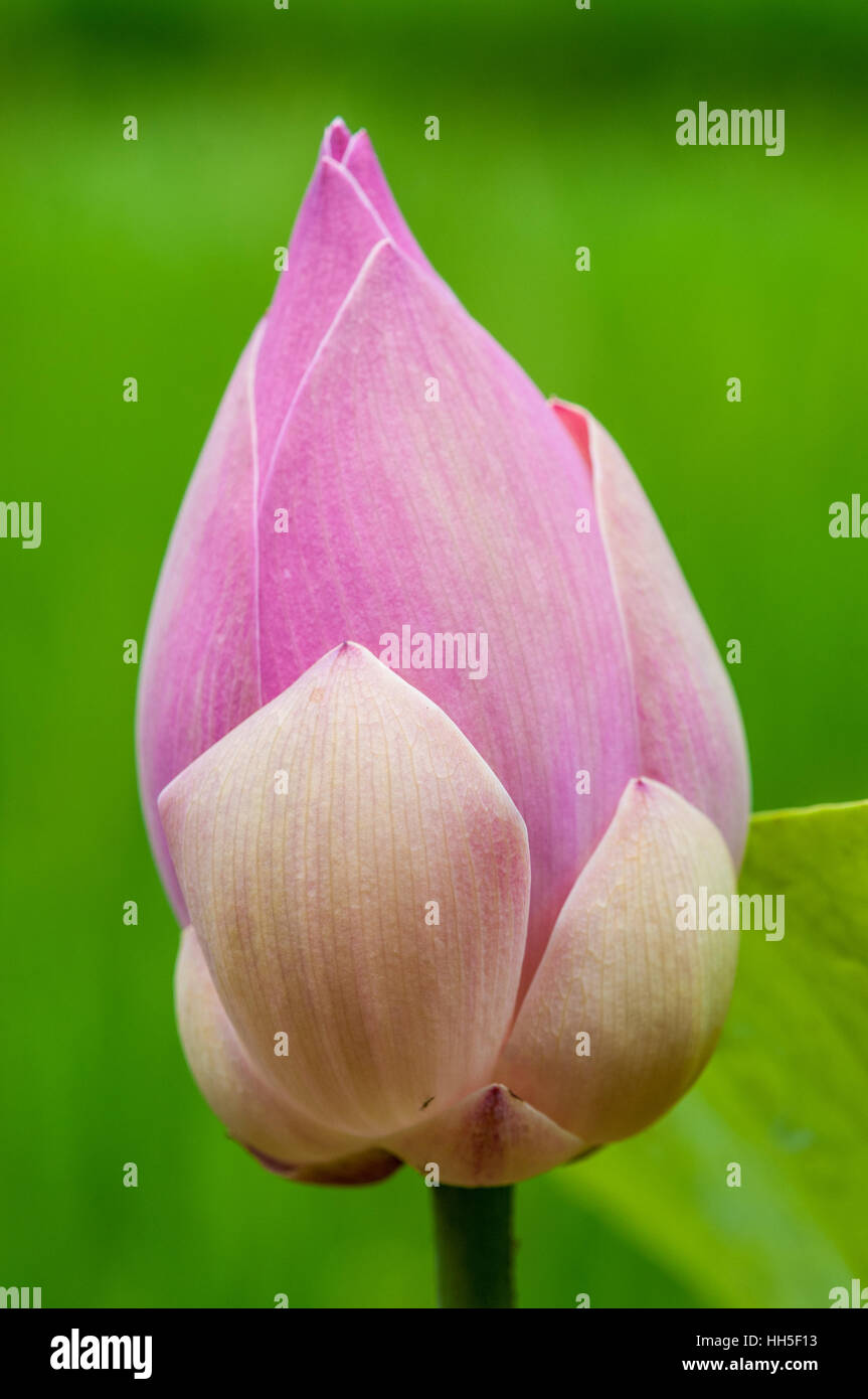 Sacro lotus (Nelumbo nucifera), germoglio di fiore Foto Stock