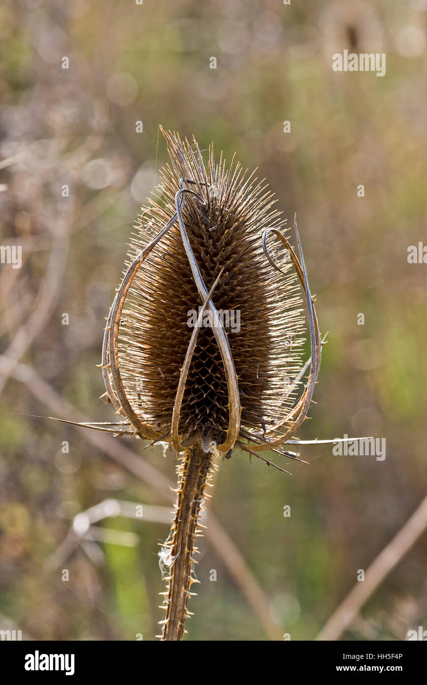 Wild teasel testa essiccata Dipsacus fullonum prateria retroilluminato Foto Stock