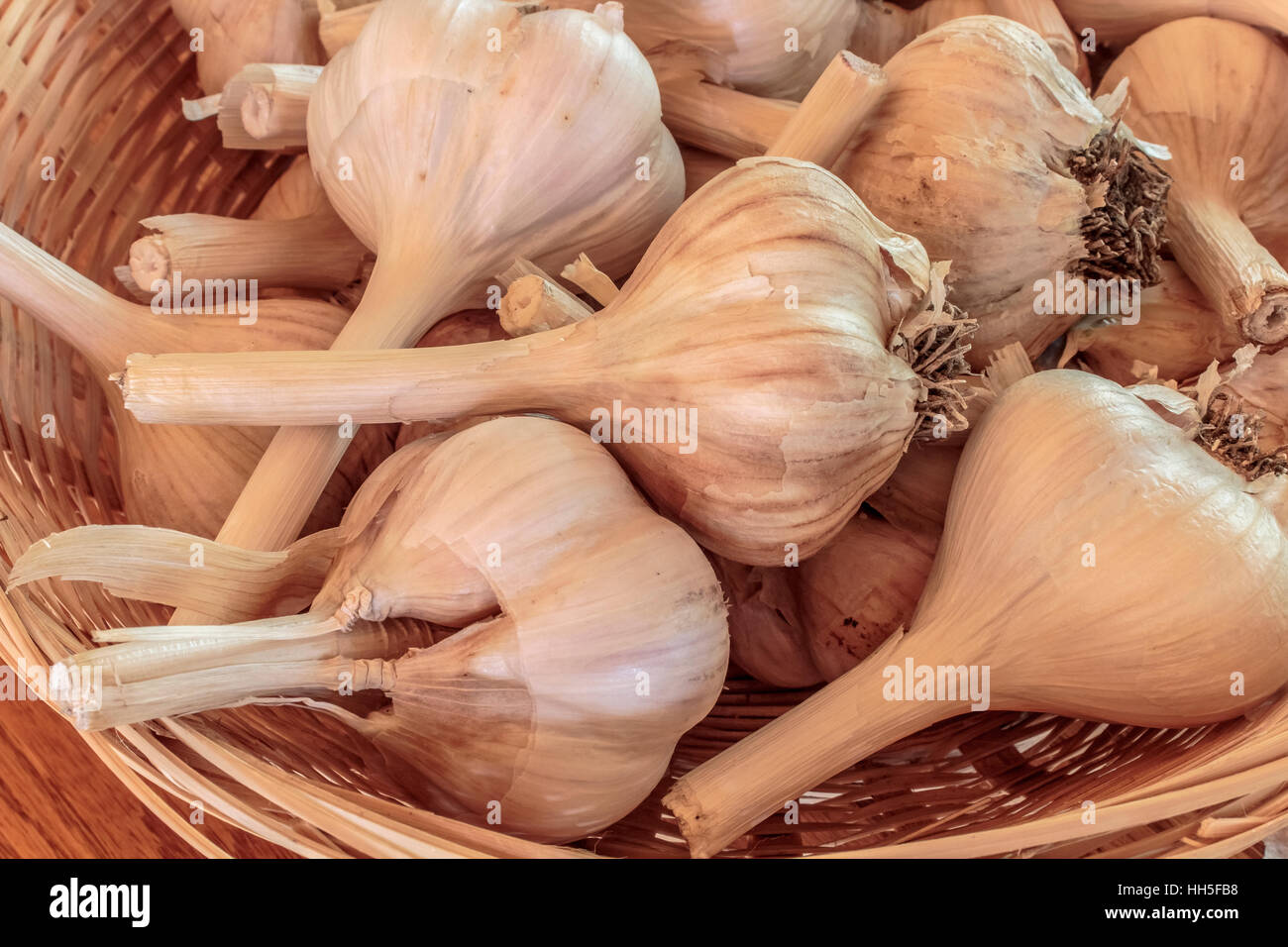 Primo piano di bulbi di homegrown hardneck aglio in un cesto di vimini. Foto Stock