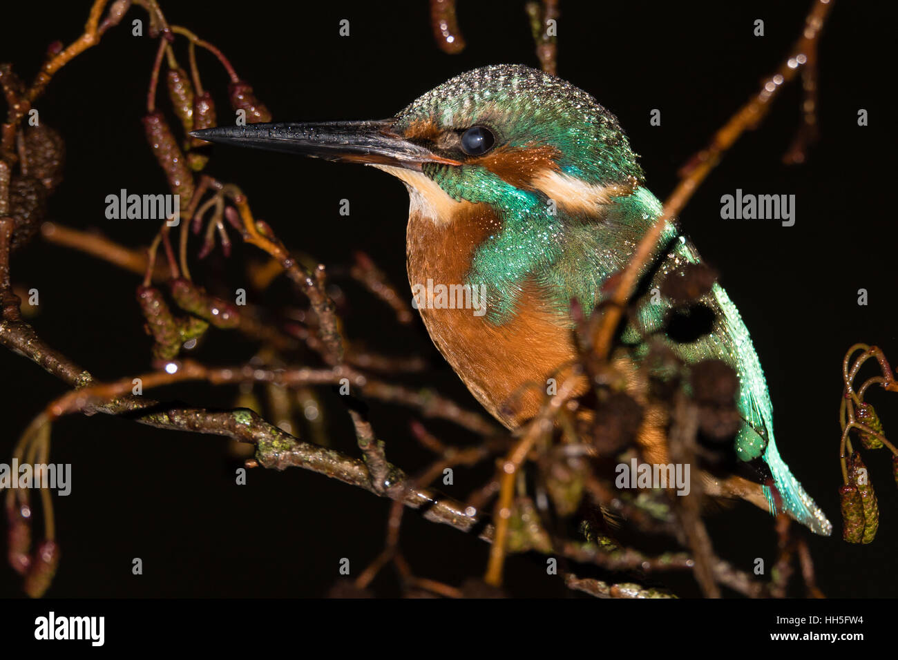 Common kingfisher (Alcedo atthis) sono ' appollaiati nella struttura ad albero di notte, nella famiglia Alcedinidae a riposo su alder sulla banca del fiume Foto Stock