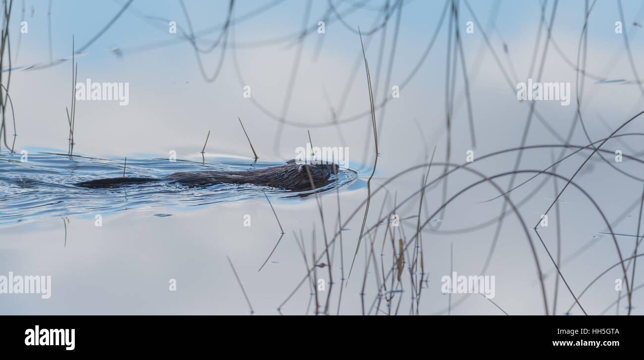 Comune castoro (Castor canadensis). Acqua piccolo mammifero nuota tranquillamente da. Foto Stock