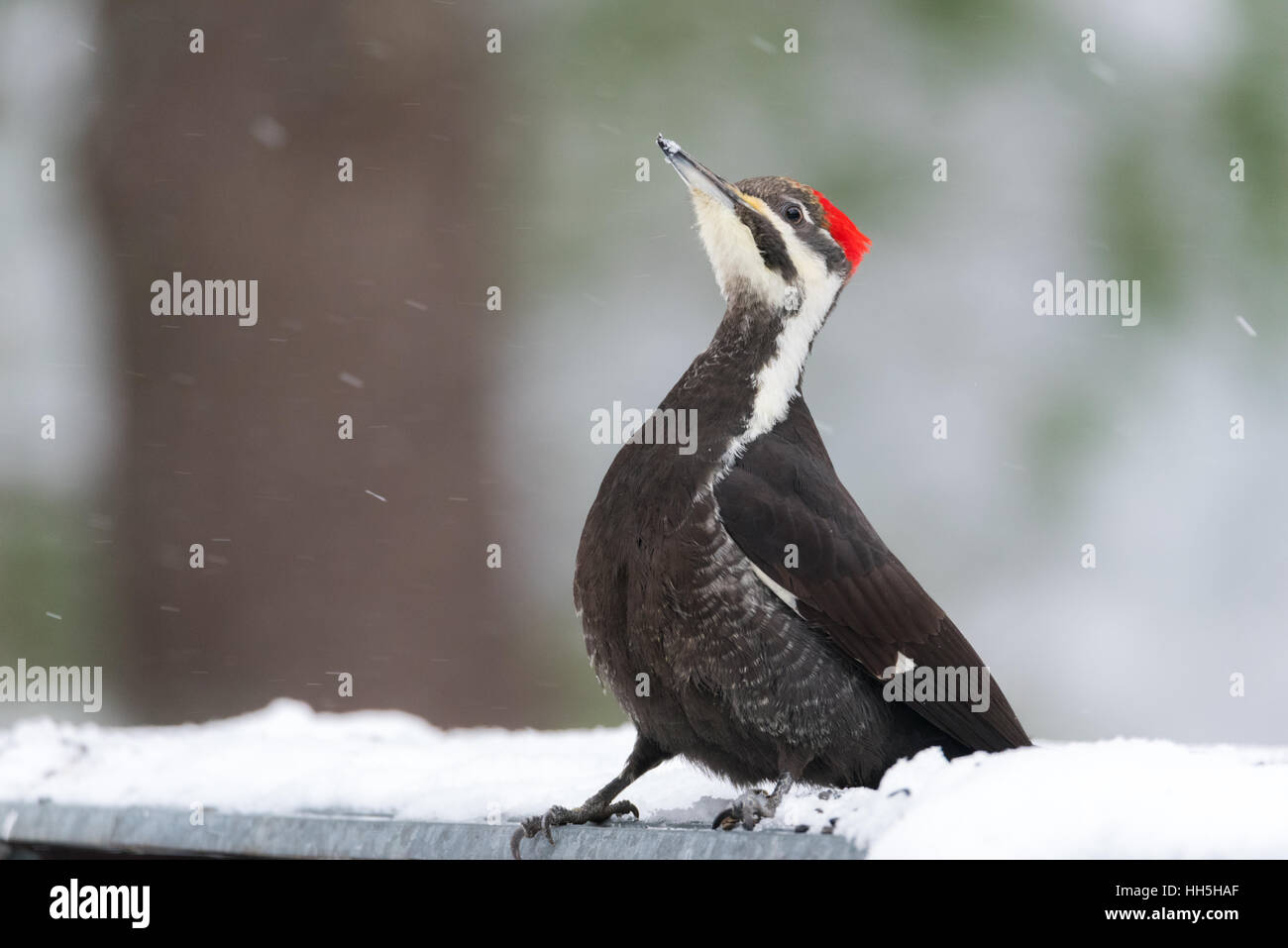 Femmina Picchio Pileated, (Dryocopus pileatus), cerca di cibo nella neve. Foto Stock