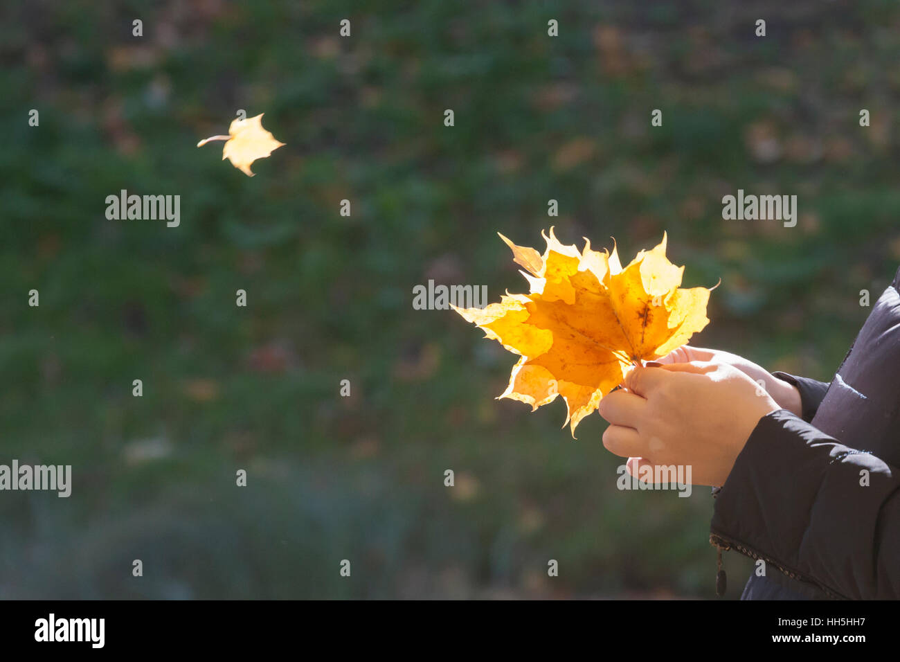 Bouquet di autunno in una mano della persona nel pomeriggio autunnale Foto Stock