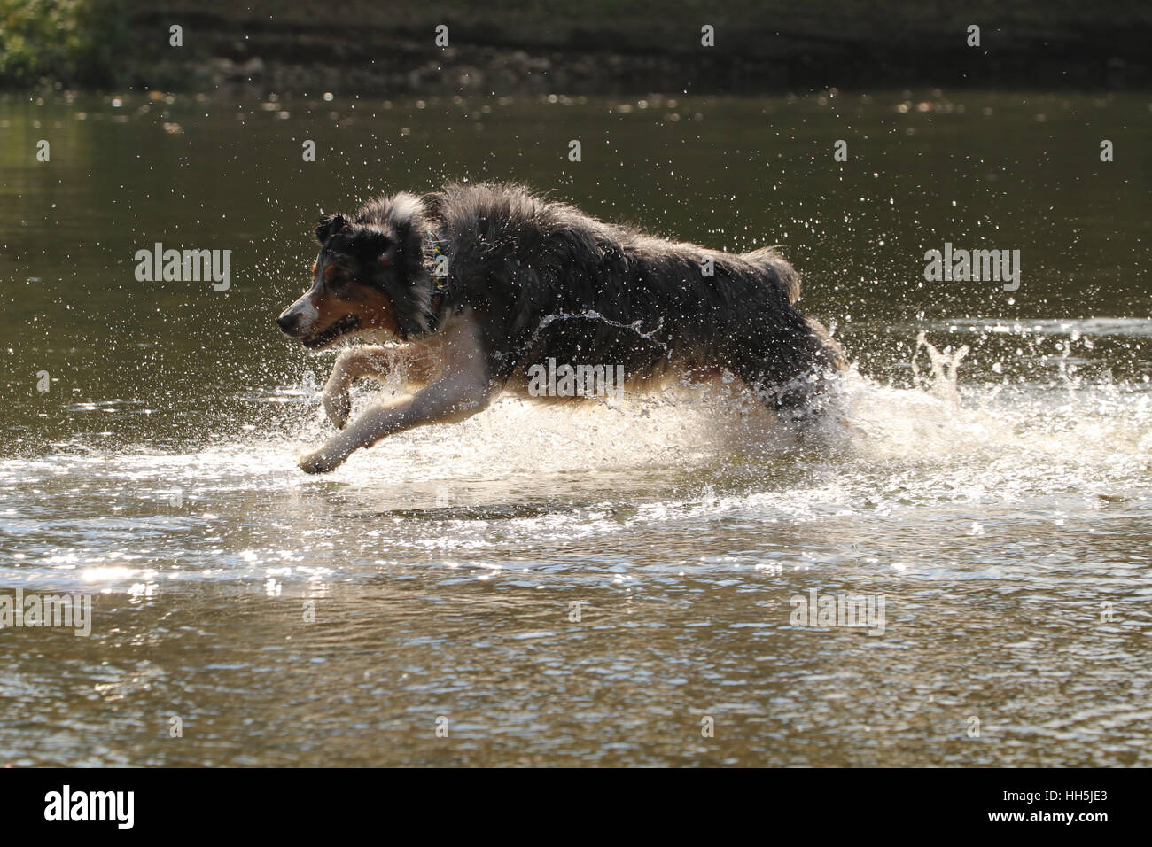Cane pastore australiano a caccia di toy nel fiume Ohio piccolo fiume Miami Foto Stock