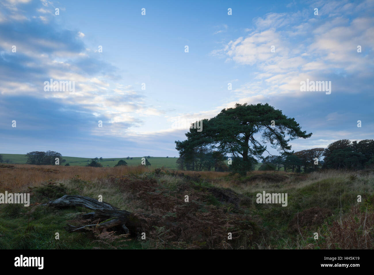 Il paesaggio ondulato di Priddy Mineries al crepuscolo vicino a Wells, Somerset, Inghilterra. Per duemila anni la zona è stata minata per il piombo. Foto Stock