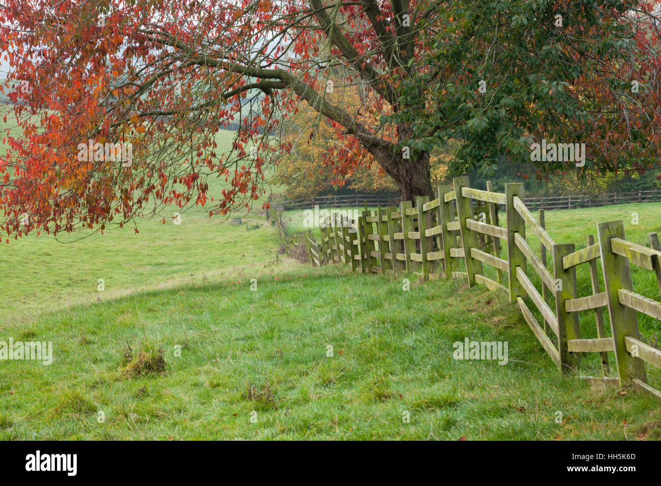 Wild cherry tree visualizzazione di foglie di autunno accanto a un malsicuro staccionata in legno sui terreni da pascolo, East Haddon, Northamptonshire, Inghilterra Foto Stock