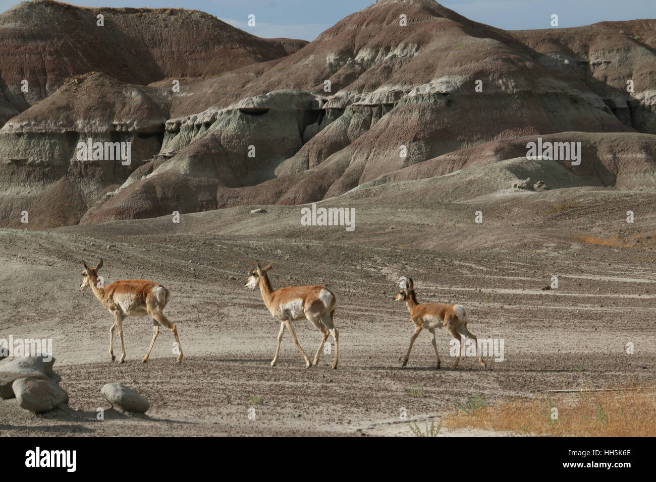 Pronghorn antelope Utah Grande Bacino di giovani nel deserto Foto Stock
