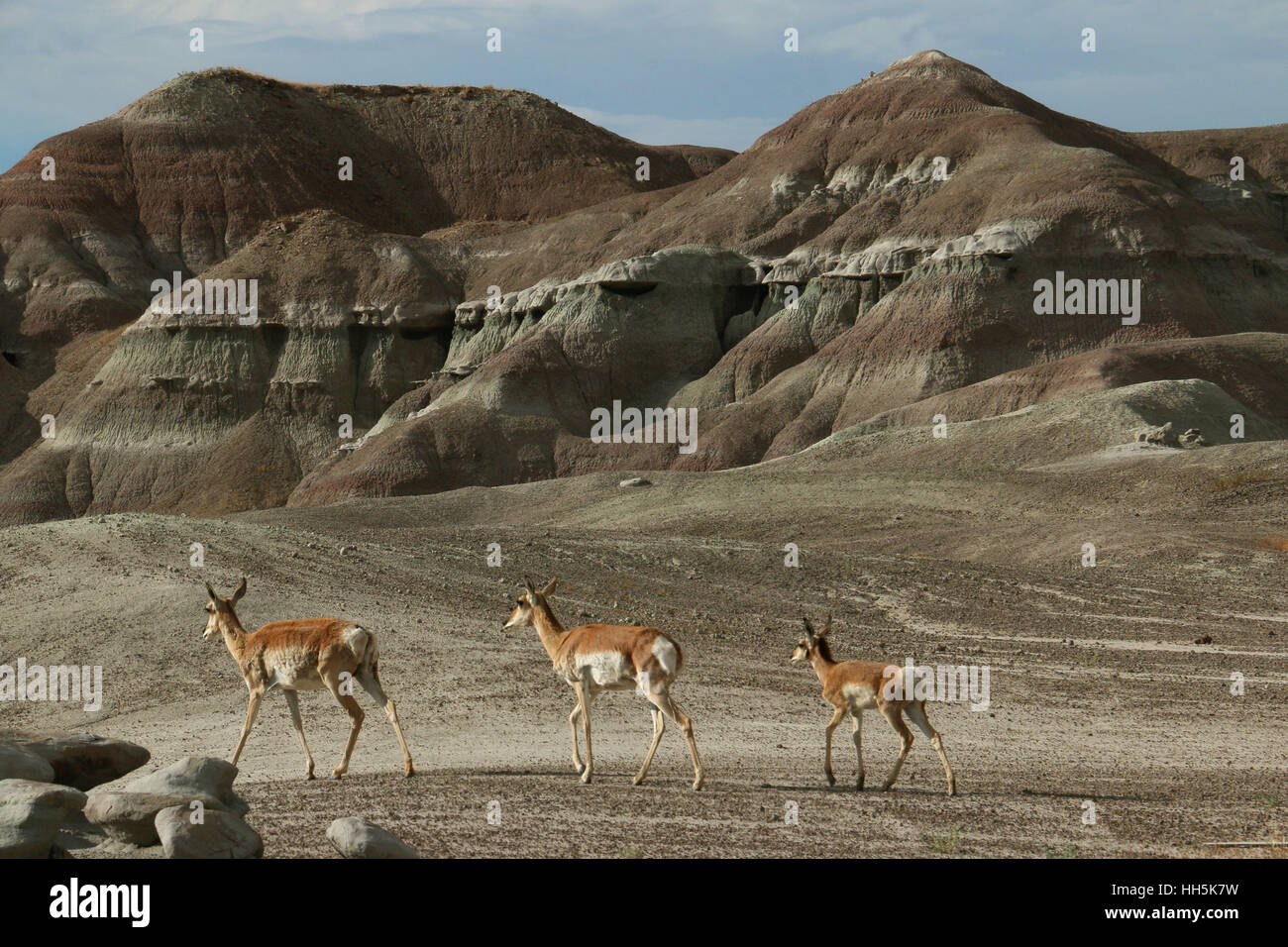 Pronghorn antelope Utah Grande Bacino di giovani nel deserto Foto Stock