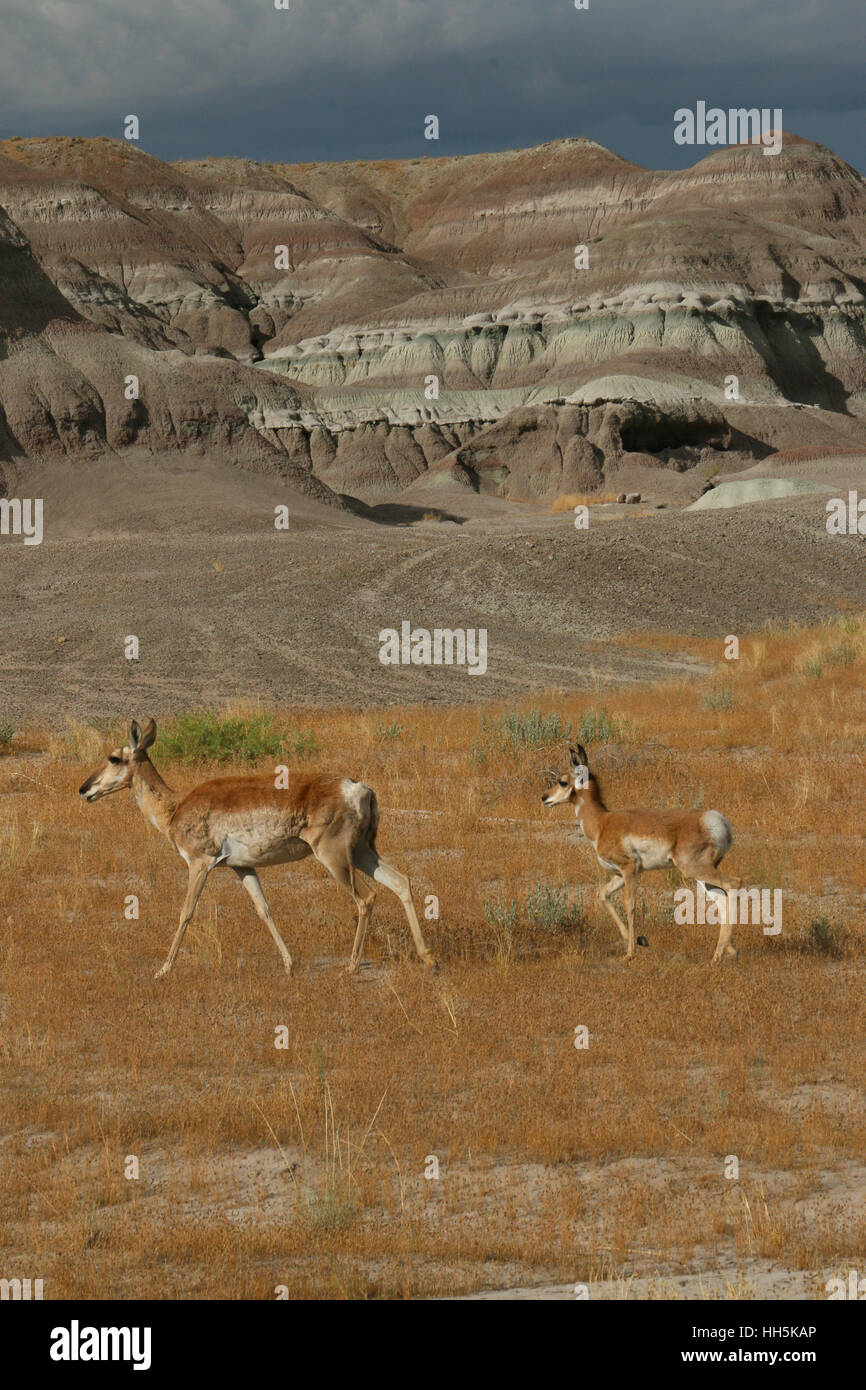 Pronghorn antelope Utah bacino grande deserto Foto Stock