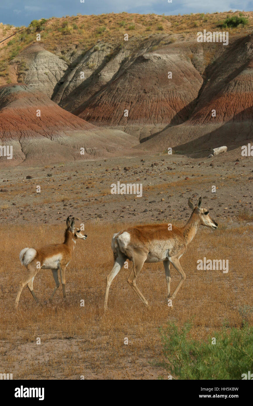 Pronghorn antelope Utah bacino grande deserto Foto Stock